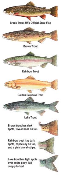 Summary Book - All Tackle Trophy Trout - pfbc.pa.gov