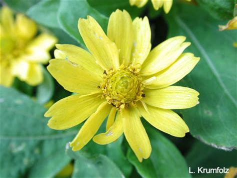 Summer Bedding Plants - University of Florida, Institute …