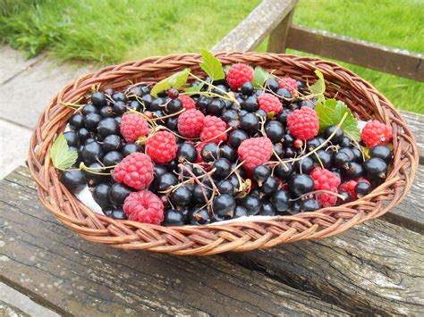 Summer Berries – Raspberry & Blackberry Nebraska Extension in ...