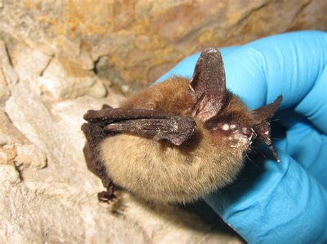 Summer Ecology of the Northern Long-eared Bat - Indiana