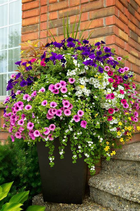 Summer Flower Container Gardens Ideas