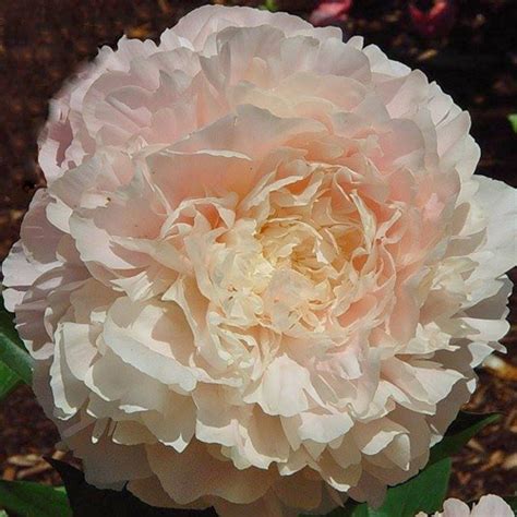 Summer Glow – The Peony Society