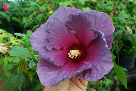 Summer Spice Grape Sorbet Hibiscus Shop at Michigan Bulb