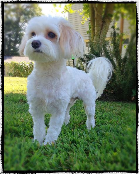 The lower the number, the longer the hair. For example, a #4 blade will leave a good amount of hair, and a #30 would be exceptionally close. While each dog is unique most Maltese do well with a #7 blade. Fully shaved except for the ear hairs. Body shave with lower legs, tail, and face hairs remaining; face is shaped with angled cuts.. 
