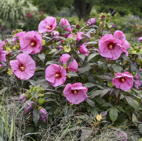 Summerific® Hardy Hibiscus Walters Gardens, Inc.