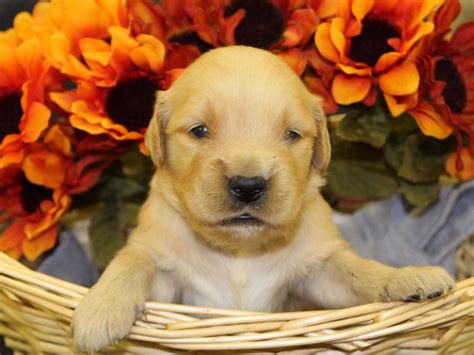 OHIO GOLDEN RETRIEVER PUPPIES FOR SALEIf you are interested in a Golden Retriever Puppy and are located near Ohio, feel free to reach out to us! . 
