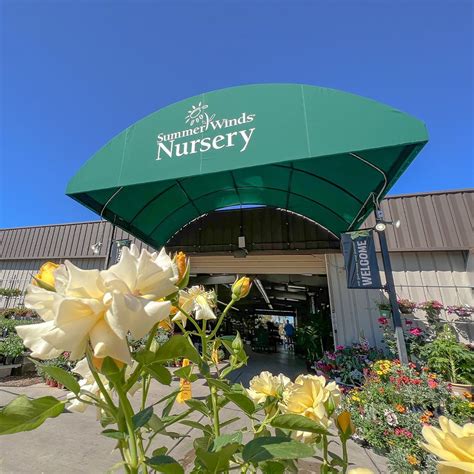 Summerwind nursery. Open 8:00 a.m. - 5:30 p.m. daily, 7 days per week. Special Hours. March 31, 2024 - Easter Sunday - Open from 8:00 a.m. until 4:00 p.m. Shop Online & Pickup In … 
