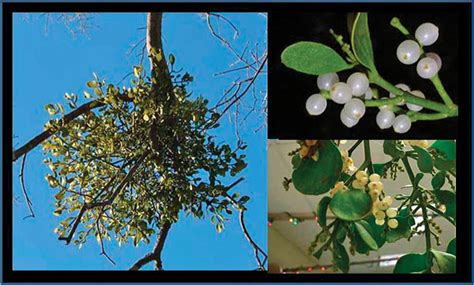 Summit Outside: Mistletoe (dung on a twig)