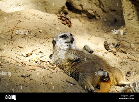 Sun Bath Onlyfans Leak