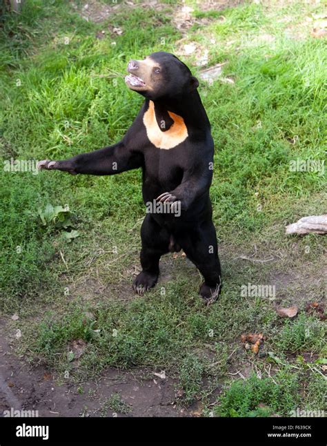 Sun bear standing up. Things To Know About Sun bear standing up. 
