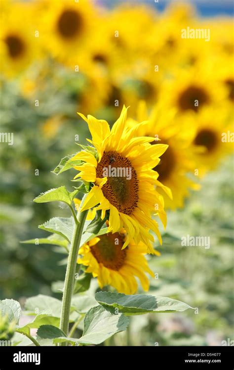 💦 Sun_Flower_Blossom Onlyfans Leak +18 242 Videos