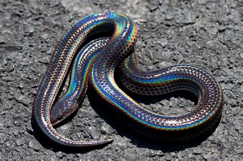 Sunbeam snake. Things To Know About Sunbeam snake. 