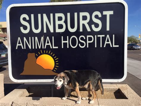 Sunburst animal hospital. See more of Sunburst Animal Hospital on Facebook. Log In. Forgot account? or. Create new account. Not now. Related Pages. Posh Paws, LLC. Pet Groomer. Bruster's Real Ice Cream (Arrowhead) Ice Cream Shop. Sunburst Farms Rescue and Therapy Center. Animal Shelter. Desert Sky Animal Hospital. Veterinarian. … 