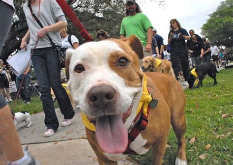 Suncoast animal league. Things To Know About Suncoast animal league. 