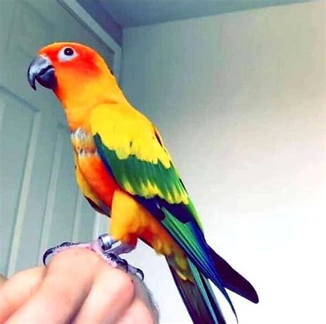 Sunday conure for sale. Majestat Aviary is a closed, licensed breeder of exotic birds located in Dade City, FL. Home of the Violet green cheeks here in the USA! All of our babies are raised in our home environment with our family. They are accustomed to daily activities from vacuuming to our wonderful girls' and their antics. 
