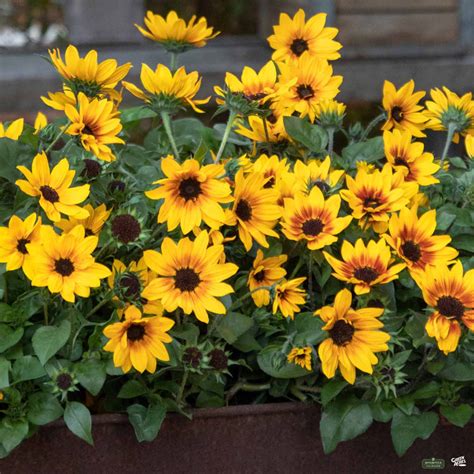 Sunflower — Green Acres Nursery & Supply