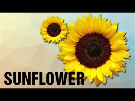 Sunflower - How to pronounce Sunflower - Baby Names Pedia