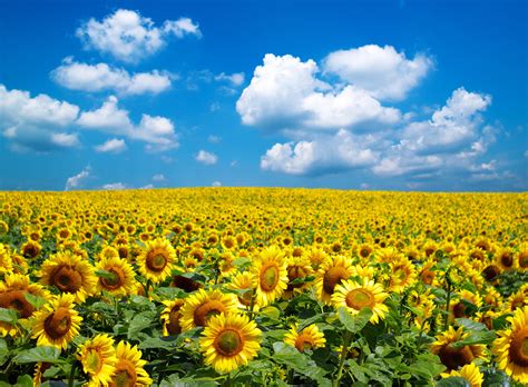 Sunflower Field - Keller