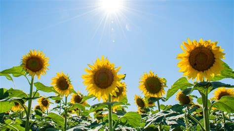 Sunflower Fields in Michigan 2024 UPDATED: 14