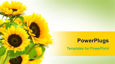 Sunflower Powerpoint Template