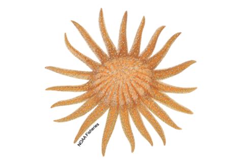 Sunflower Sea Star Drawing