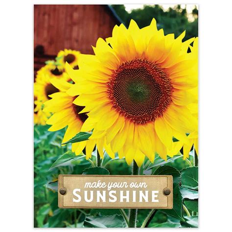 Sunflower Seed Packet - American Meadows