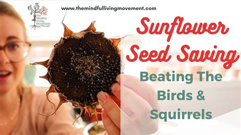 Sunflower Seed Saving: Immature & Rotten Seed Identification