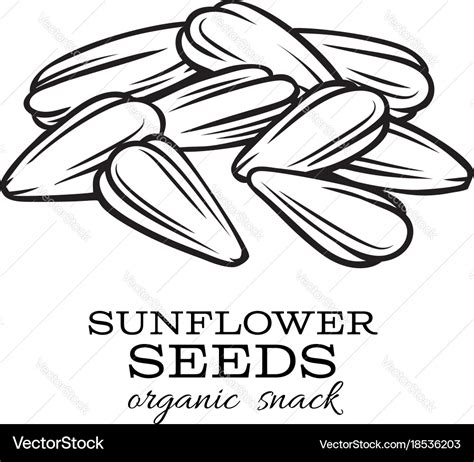 Sunflower Seeds Drawing