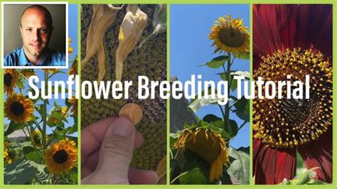 Sunflower Selective Breeding and Pollination Tutorial