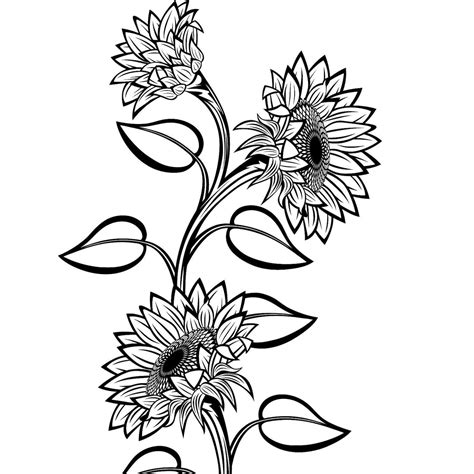 Browse 2,000+ black and white sunflower stock photos and images available, or search for flowers to find more great stock photos and pictures. Half sunflower, Sunflower border. Split sunflower. Sunflower flower vector drawing set. Isolated on white background.. Sunflower clipart black and white