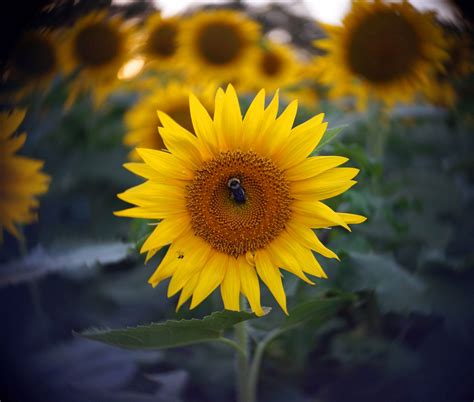 Sunflowers in bloom For two weeks around Labor Day, Ted and Kris Grinter's farm in Lawrence, Kansas becomes a mecca for sunflower lovers from near and far.. 