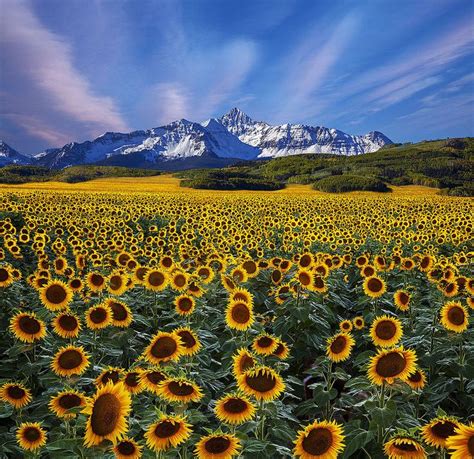Mount Sunflower is the highest place in the state of Kansas. At 4,039 feet (1,231 m), it is 3,300 feet (1,010 m) feet above the state's lowest point in Montgomery County . The …. 