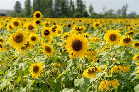Sunflower near me. Confection Seed/Kernel Sellers. Crop Protection. Hybrid Seed Suppliers. Meal Suppliers. Oil Sellers - Crude. Oil Sellers - Expeller Pressed. Oil Sellers - Refined. Oilseed Crushers. Oilseed Suppliers. 