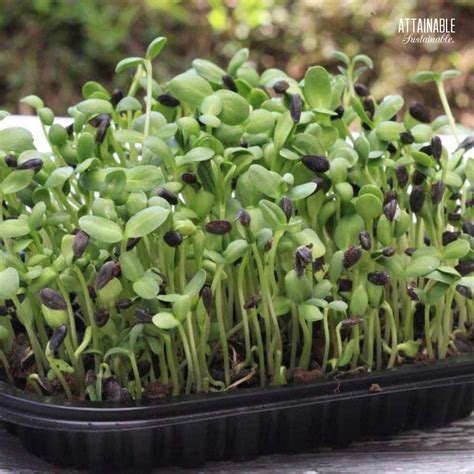 Sunflower sprouts. Great in the following recipes: Valladolid Tomato & Sunflower Greens Salad, Sprouts Goma-ae Salad, Avocado Sprout Toast. Sunflower Greens Nutritional Facts. 