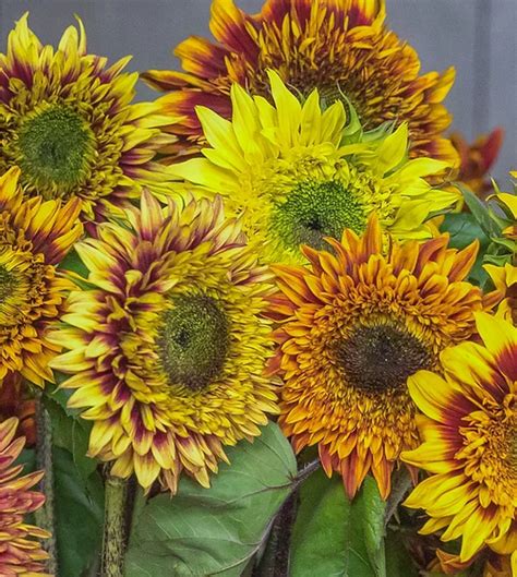 Sunflower steve. Sunflower Steve is a Wisconsin flower farmer who has spent 13 years breeding a line of beautiful double sunflowers that will be available for home growers soon. … 