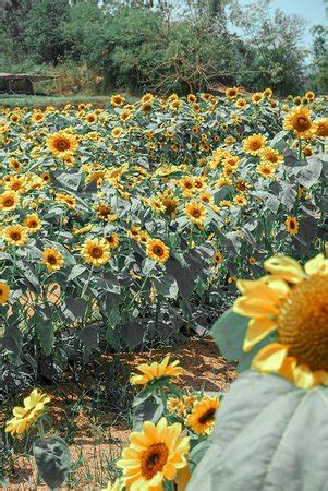 Sunflower-Maze Allied Botanical Corporation - Tripadvisor