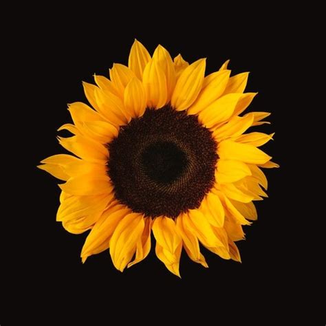 Sunflowerfr33 Onlyfans Leaked [CLIP] 146 Videos