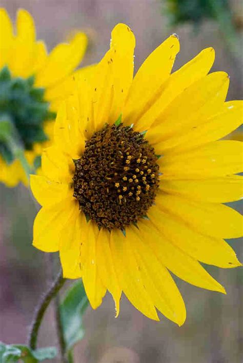 Sunflowers Articles Colorado Encyclopedia