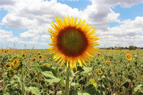 Sunflowers Fields Brisbane ? Where to see Sunflowers in Queensland