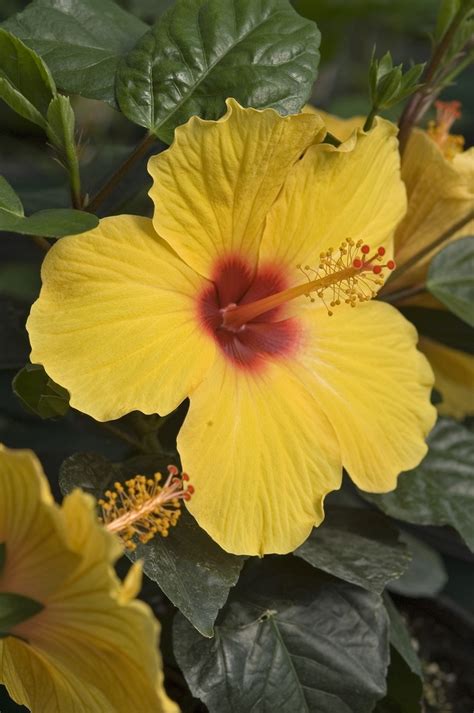 Sunny Wind Hibiscus (Hibiscus rosa-sinensis