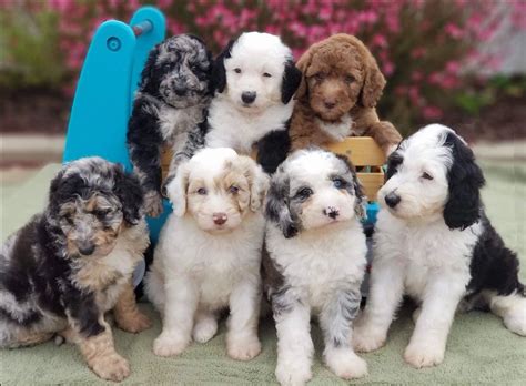 You're in luck! Palm Desert, California has 18 Aussiedoodle puppy breeders. We've done the heavy-lifting and consolidated this list for you. If you're interested in other breeds or locations, checkout all other breeders here.We hope this list simplifies your search instead of having to constantly google or ask friends!. 