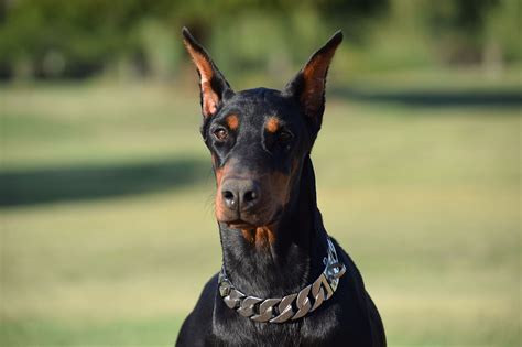 Sunnyhill dobermans. Dobermans are loyal and intelligent dogs that make wonderful companions. However, not every person is suitable to adopt a Doberman. It is crucial for the well-being of these dogs t... 