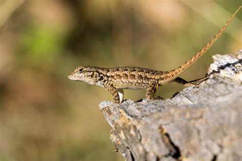Sunnyvale couple ask what could have been done to help Western fence lizard