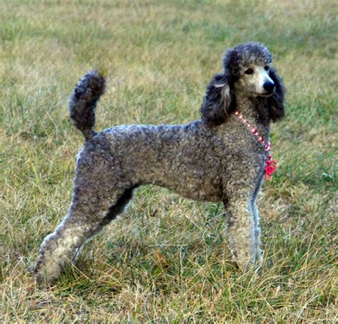 Available: Exquisite show, companion, and performance standard poodle puppies in silver, blue, white, cream and black.. 