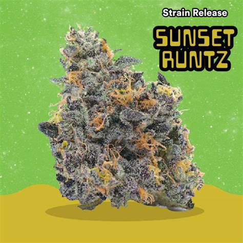 Sunset runtz strain klutch. Both are hybrids, but the Greasy Runtz definitely gives more of a Sativa effect. ... Sunset Sherbet X Animal Cookies strains. BUCKEYE RELIEF - CHEM FUEGO ... 