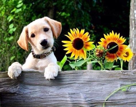 Sunshine puppies. Things To Know About Sunshine puppies. 