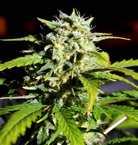 Super Lemon Haze feminized seeds Strain Info / Super Lemon …