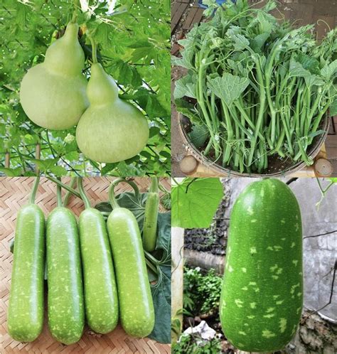 Super Squash