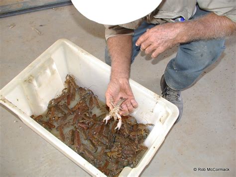 Super Yabbies and Yabby Farming in NSW Australian