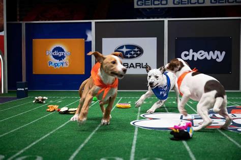 Super bowl puppy bowl 2023. Puppy Bowl returning for 19th year on Super Bowl 2023: What to know. Puppy Bowl XIX will have 122 puppy participants ‘playing’ football. By Cortney D. Moore … 
